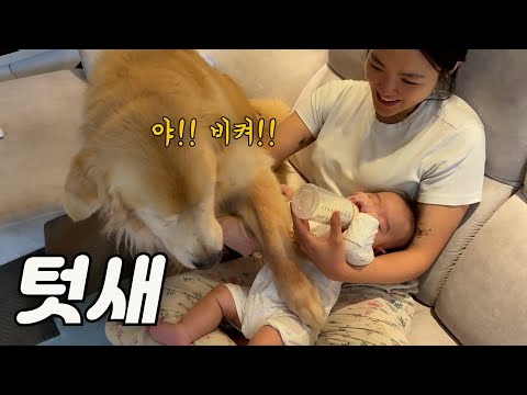 엄마 곁은 자기꺼라고 텃새 부리는 리트리버