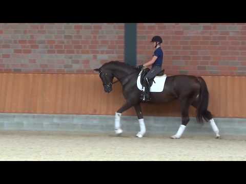 Hof Brüning - Lord v. Livaldon - Wolkentanz, Wallach, geb. 2016