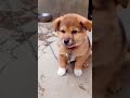 Puppy Crying Sound Dog Sound Cute Puppy Voice Dog Crying Shorts Puppy Doglover