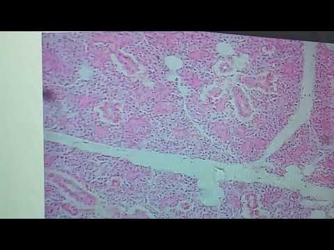 Histologie der gemischten Speicheldrüsen