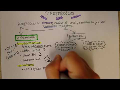 Streptococcus pneumoniae