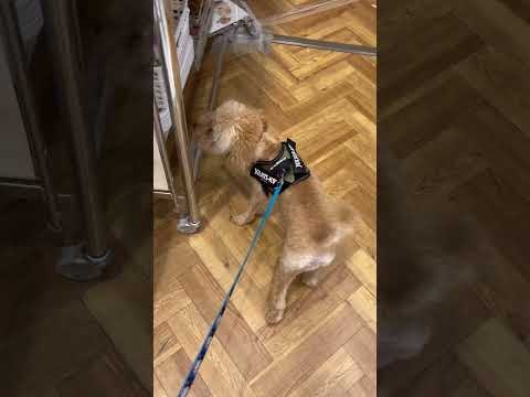 経営学科 ペットショップで歩くトイプードル13ヶ月 #toypoodle #トイプードル
