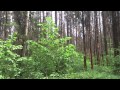 лесная чаща 