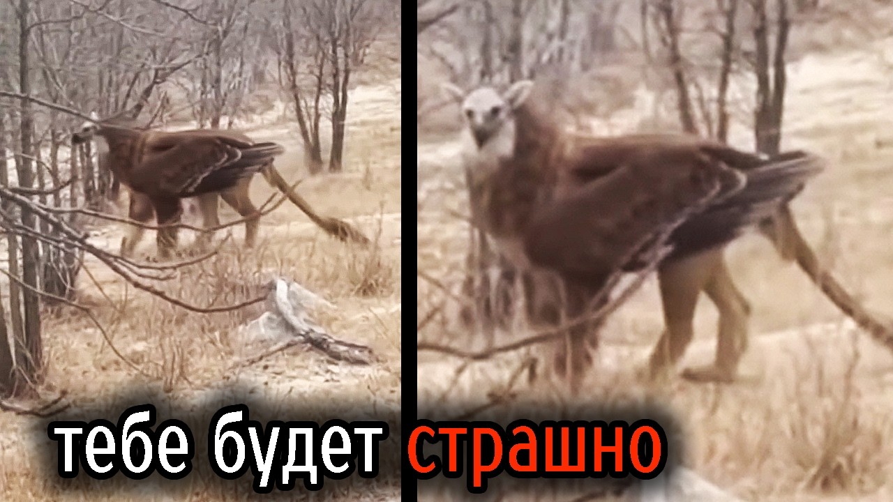 Самые Ужасные Видео со Всего Мира #89