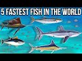5 Fastest Fish In The World
