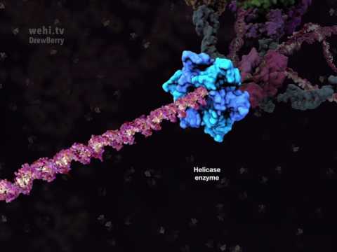DNA Replication 2010