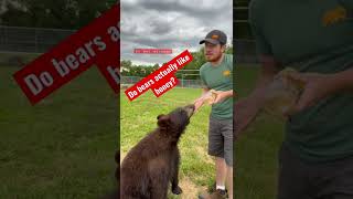 Bears are quite amazing animals. #shorts #animals #animalfacts #bears