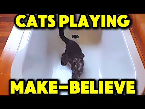 Cats Love Playing These Games of Make-Believe