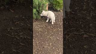 Video preview image #1 Gerberian Shepsky Puppy For Sale in Corona, CA, USA