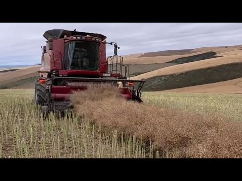 First 2 Weeks Harvesting Canola And Barley.