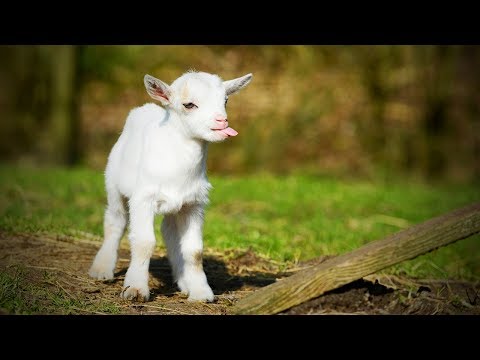 面白いヤギ 🐐 かわいいヤギが人間のように叫びます (パート 2) [面白いペット]