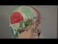 Migraine Trigger Foods