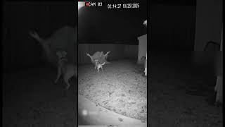 Fearless Dog Scares Off Terrifying Ghost! 
