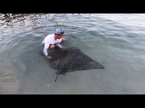 Stalking af stingray