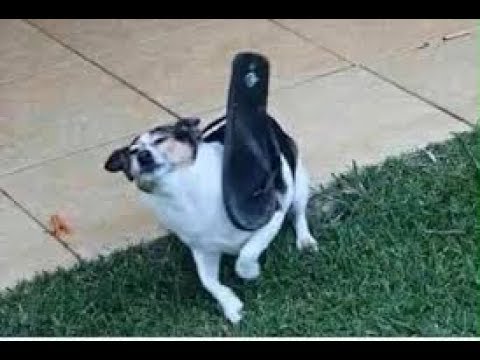 ATLAS y LUCRUM vs EL PERILLAS y REG - OCTAVOS // REVENGE DUALES