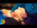 Pig Joins Dog Family And Takes Over The Sofa | Cuddle Buddies