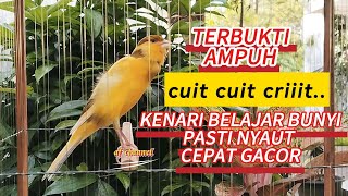 Download lagu SUARA PANCINGAN KENARI PAUD BELAJAR BUNYI BIAR BISA CEPAT GACOR mp3 Download lagu SUARA PANCINGAN KENARI PAUD BELAJAR BUNYI BIAR BISA CEPAT GACOR mp3