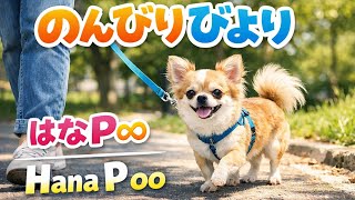 のんびりびより