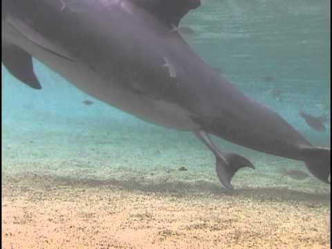 Delfin-Geburt