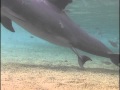 Incredible Dolphin Birth at Dolphin Quest Hawaii ...