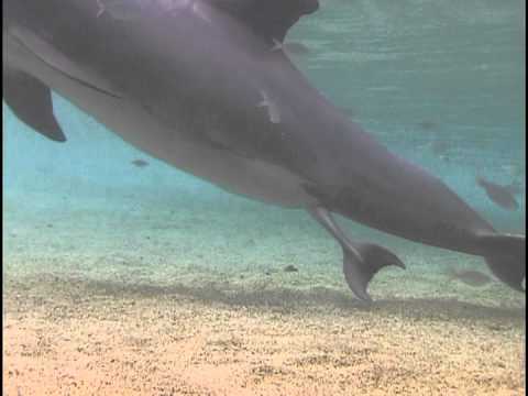 Watch a Mother Dolphin Give Birth in Hawaii