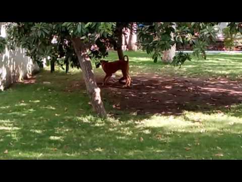 Cat &dog are friends