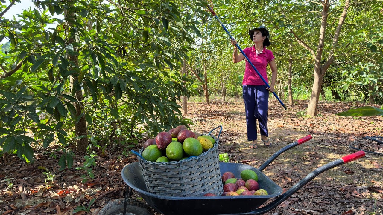 Meus abacateiros explodiram de abacates