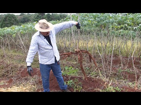 , title : 'Plantio de mandioca: como ele deve ser feito para facilitar a colheita?'