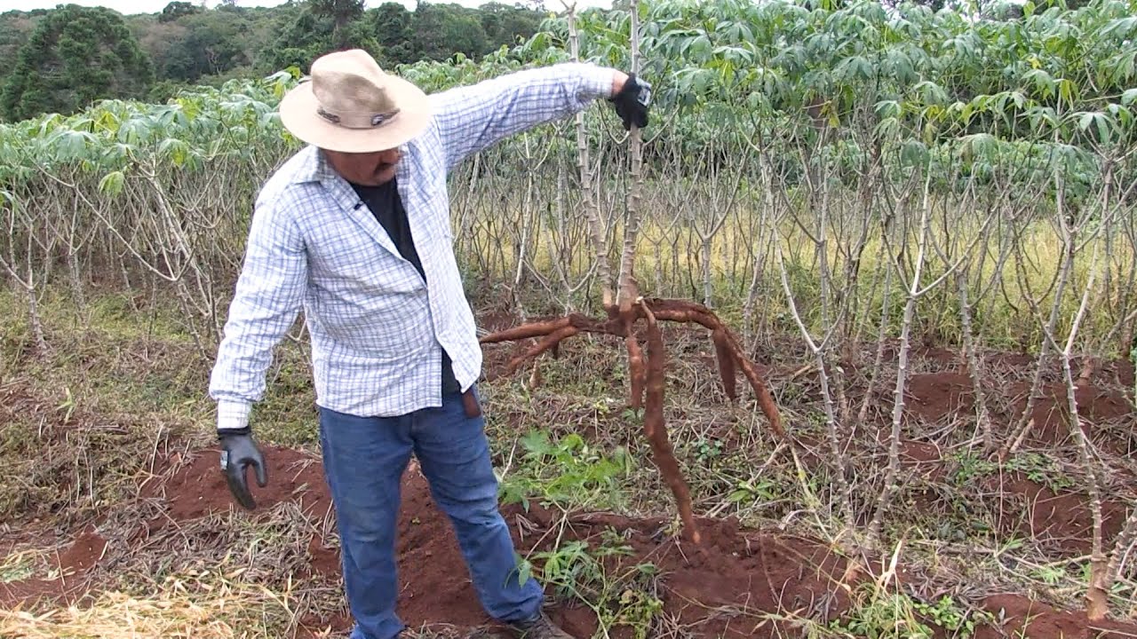 Plantio de mandioca: como ele deve ser feito para facilitar a colheita?