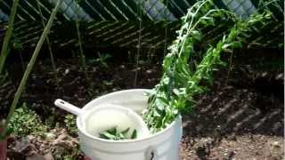 Growing Goji Wolfberrry plants from seeds & propagating cuttings.wmv