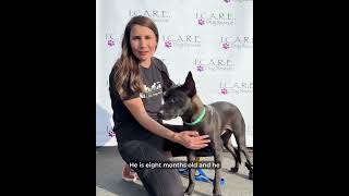 Video preview image #1 Mutt Puppy For Sale in Corona, CA, USA