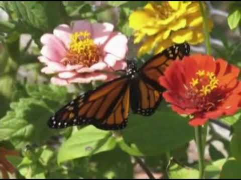 Video 35