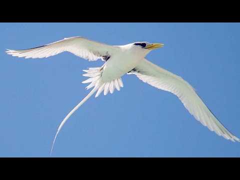 White-tailed tropicbird (Phaethon lepturus) at sea