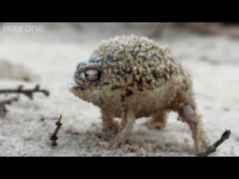 Angry Squeaking Nazeebo