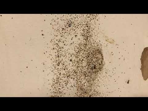 A Picture's Worth a Thousand Cockroaches in Long Branch, NJ