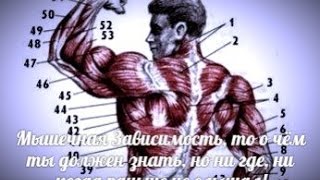РЕЙТИНГ МЫШЕЧНЫХ ГРУПП их ЗАВИСИМОСТЬ друг от друга в ПЕРСПЕКТИВЕ РОСТА МАССЫ и СИЛЫ
