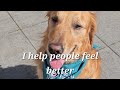 Our Overview Of The Pet Partners Therapy Handlers Test