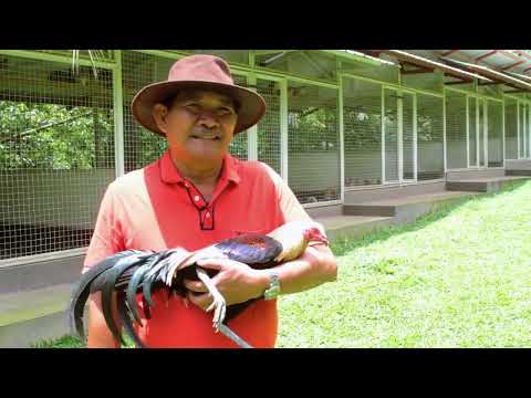 USAPANG BLOODLINE | REGULAR GREY | LANCEY DELA TORRE