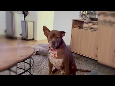 The Rescue Community Saves This Sick Pittie — Twice
