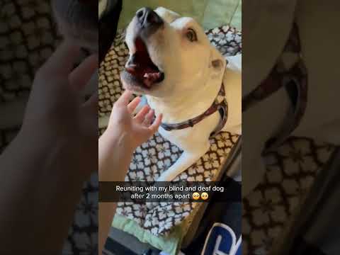 क्या हुआ जब एक deef and blind dog अपने मालिक से दो महीने बाद मिला 🥲 very emotional video