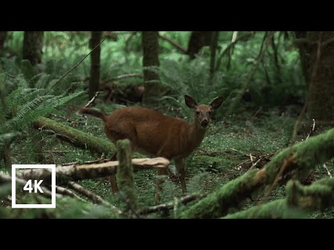 Windy Forest Sounds and River in Olympic National Forest | 4k Binaural Sounds for Sleep