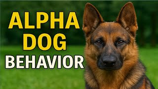 ALPHA DOG BEHAVIOR | HOW DOES DOG BECOME AN ALPHA?