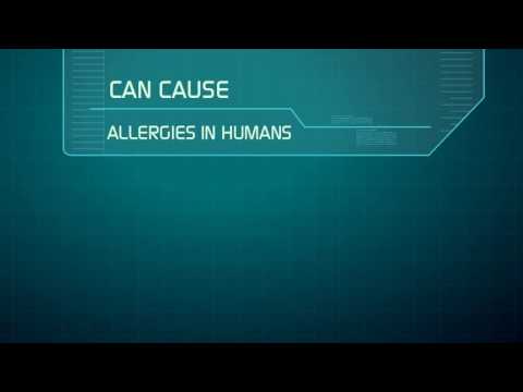 special report on dust mites 922