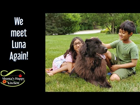 Large Dog | Newfoundland Dog Video | Dog playing with children
