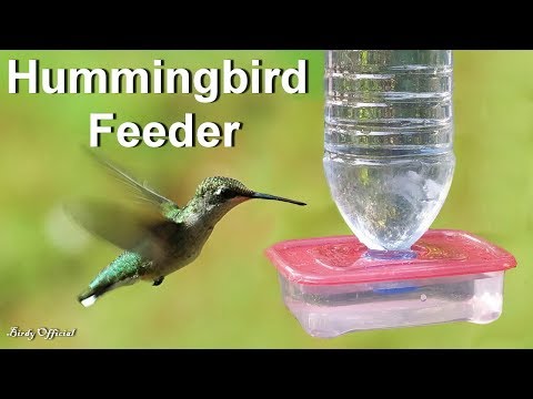 download lagu mp3 mp4 Homemade Hummingbird Feeder Water, download lagu Homemade Hummingbird Feeder Water gratis, unduh video klip Homemade Hummingbird Feeder Water