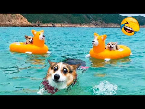 Funnist Animal Videos 2022 😁 - Funny Dogs And Cats Videos 🐴😃