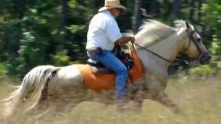 preview picture of video 'Harmony EASY Smooth GAITED Beginner SAFE Palomino Trail Horse.wmv'