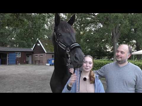 Pferd reisst Kopf hoch und ist ungehorsam und zieht den Reiter durch die Gegend