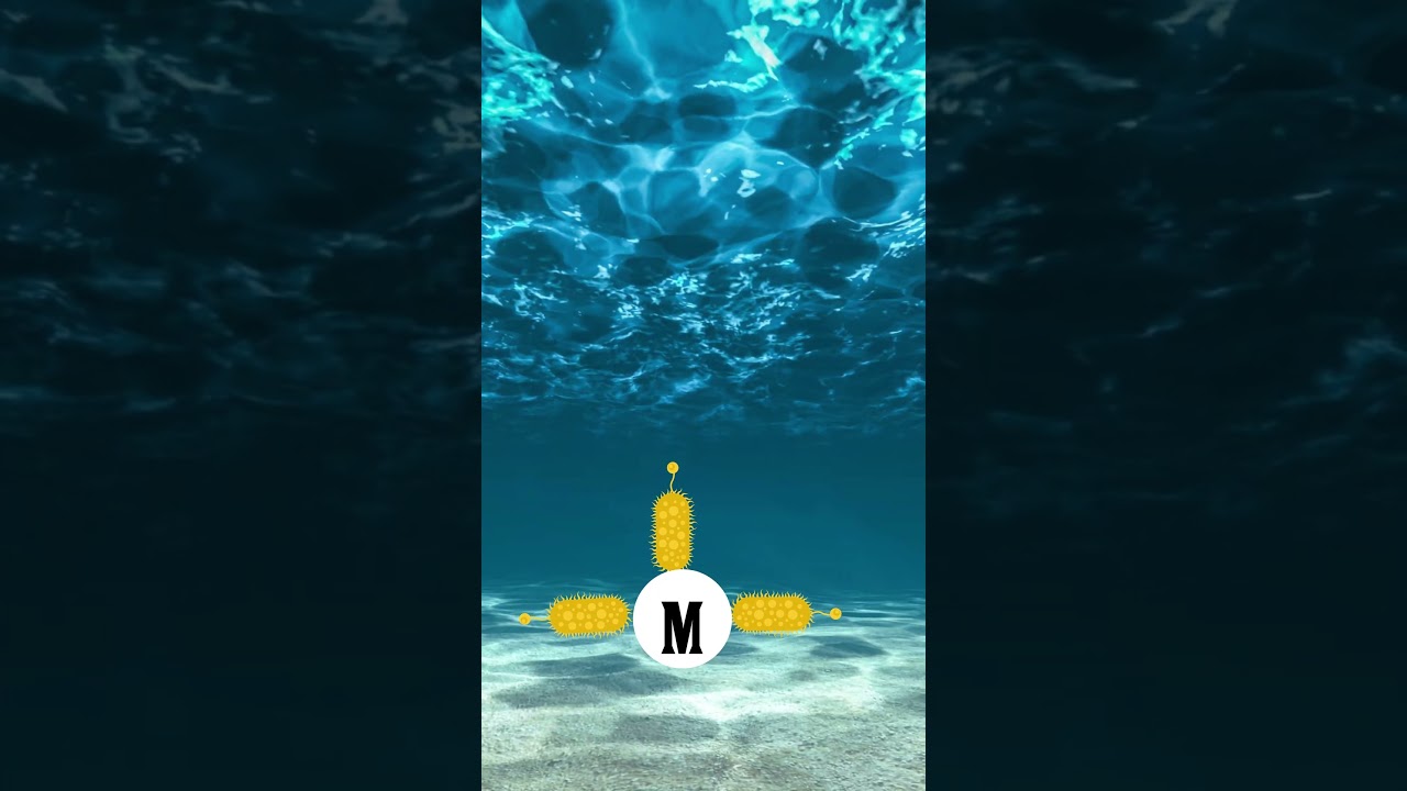 Why Ocean Water is Salty and Rivers are Sweet? #shorts