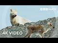 Arctic Wolf Hunts Baby Caribou 4K UHD Planet Earth II BBC Earth